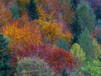 Orange und rot leuchtende Herbstbäume im Bergwald